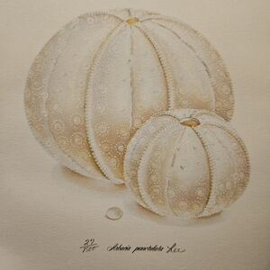 #27/1500 Hand Signed & Numbered "Lee" by Artist Lee Caltagirone Arbacia Punctula